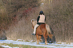 riding an Icelandic horse