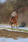 riding an Icelandic horse
