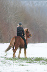 riding an Icelandic horse