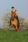 woman rides Icelandic horse