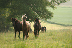 Icelandic horses