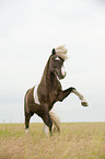 Icelandic horse