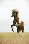 Icelandic horse
