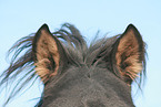 Icelandic horse ears