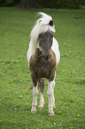 Icelandic horse