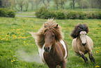 running icelandic horses