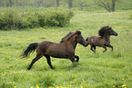 running icelandic horses