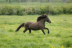 running icelandic horse