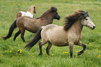 running icelandic horses