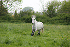 running icelandic horse