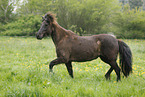 running icelandic horse