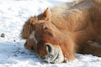 lying Icelandic horse