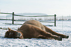 lying Icelandic horse