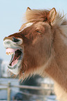 Icelandic horse portrait