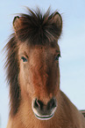 Icelandic horse portrait