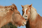 2 horses