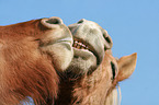 2 horses