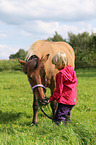 Icelandic horse