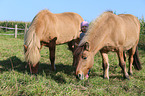 child and Icelandic horses