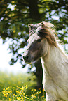Icelandic horse Portrait
