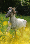 galloping Icelandic horse