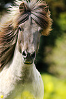 Icelandic horse Portrait