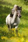 trotting Icelandic horse