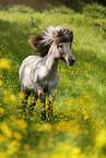 galloping Icelandic horse