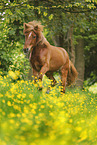 galloping Icelandic horse