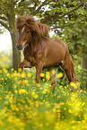galloping Icelandic horse