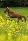 galloping Icelandic horse