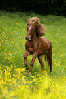 galloping Icelandic horse