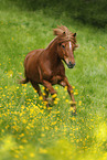 galloping Icelandic horse