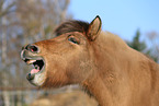 Icelandic horse Portrait