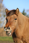 Icelandic horse Portrait