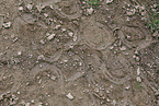 Icelandic horse hoof prints