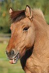 Icelandic horse Portrait