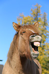 Icelandic horse Portrait
