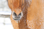 Icelandic horse fell