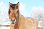 Icelandic horse portrait