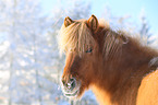 Icelandic horse portrait