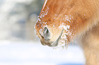 Icelandic horse mouth