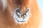 Icelandic horse