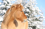 Icelandic horse portrait