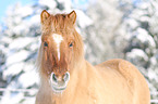 Icelandic horse portrait