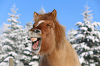 Icelandic horse portrait