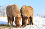2 Icelandic horses