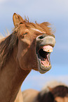Icelandic horse portrait