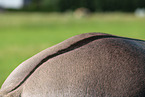 dorsal stripe