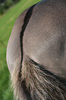 dorsal stripe